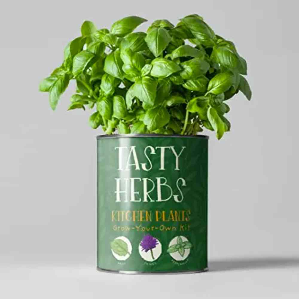 Grow Your Kitchen Herbs Pot, Fresh Herbs Growing Kit, UK Made