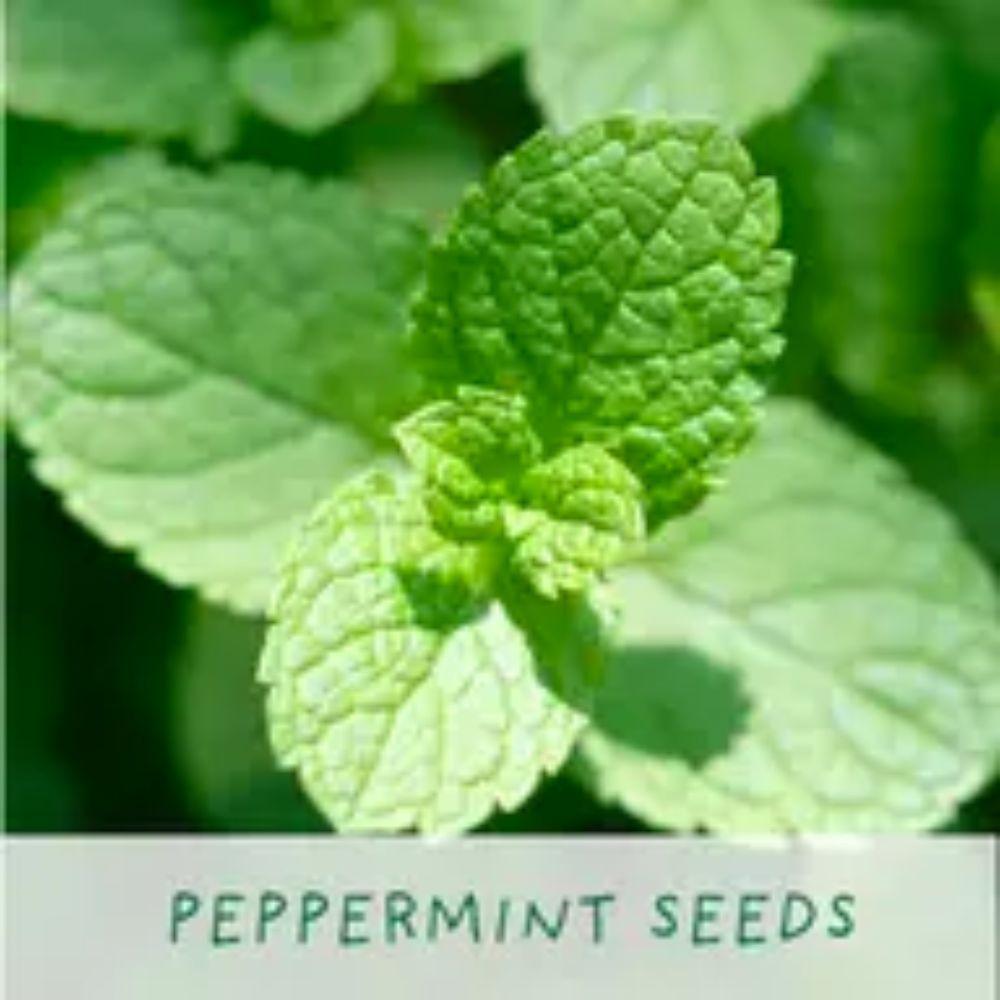 Grow Your Kitchen Herbs Pot, Fresh Herbs Growing Kit, UK Made