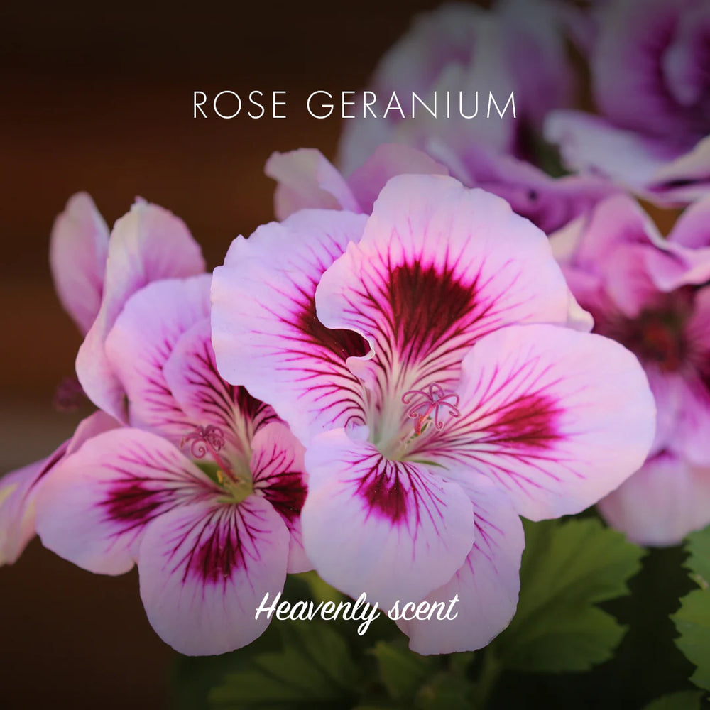 rose geranium soap bar