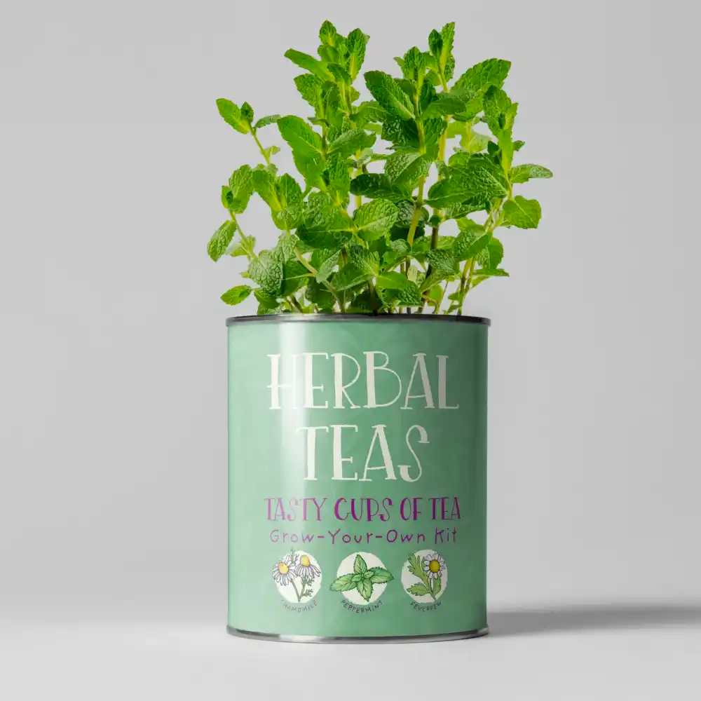 Grow Your Herbal Teas Pot, Herbal Teas Growing Kit, UK Made
