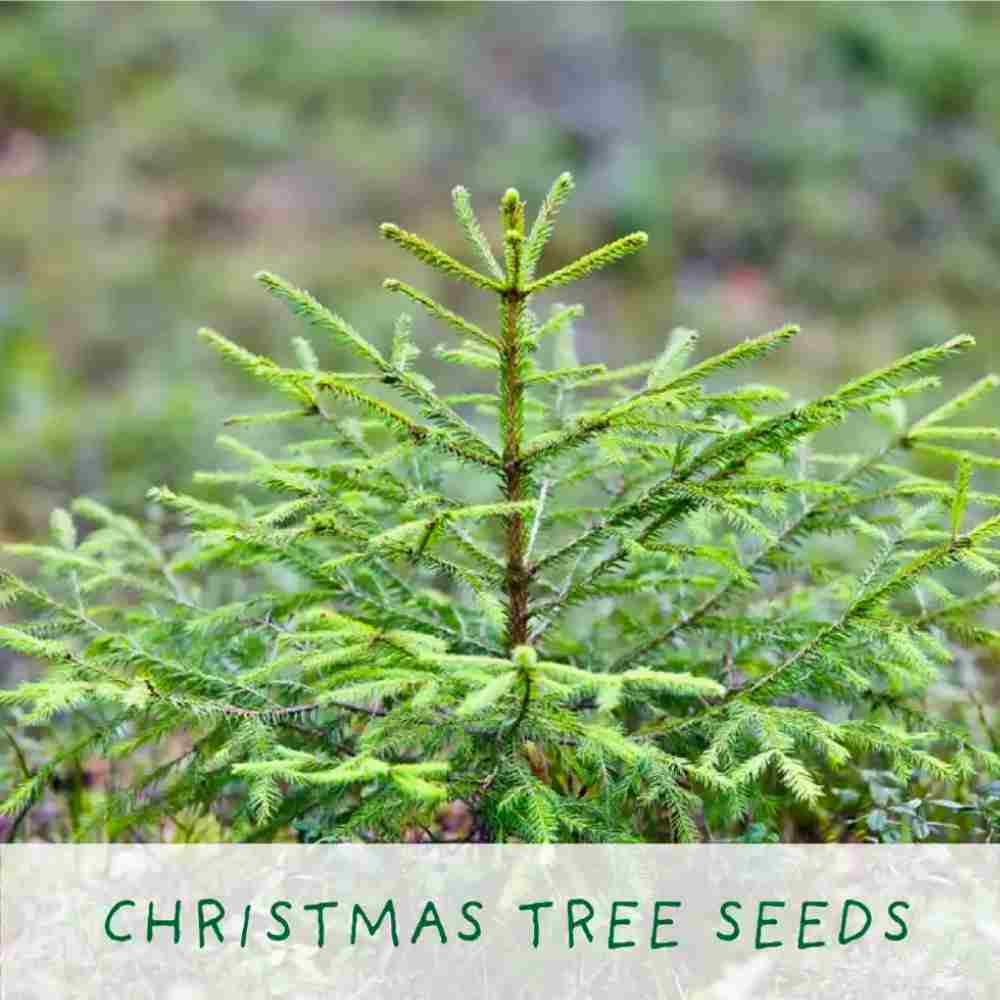 Grow Your Own Christmas Tree, Christmas Tree Growing Kit, UK made
