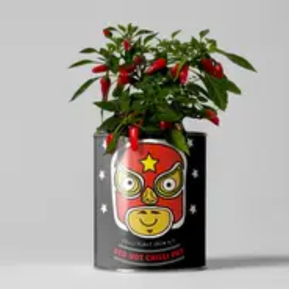 Grow Your Own Red Chilli Pot, Chilli Plant Growing Kit, UK Made